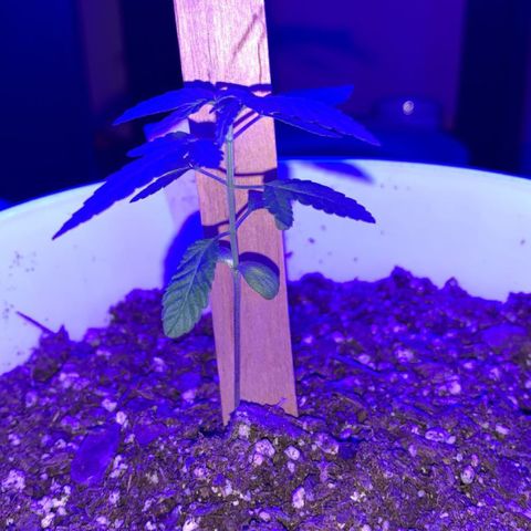 Cookies N Cream growlog timeline photo