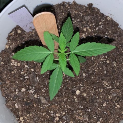 Cookies N Cream growlog timeline photo