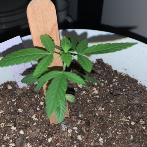 Cookies N Cream growlog timeline photo