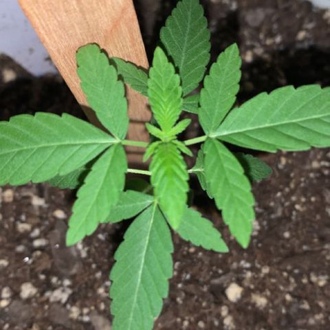 Cookies N Cream growlog timeline photo