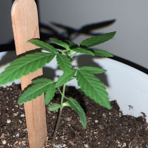 Cookies N Cream growlog timeline photo