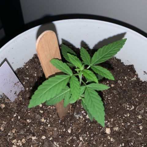 Cookies N Cream growlog timeline photo