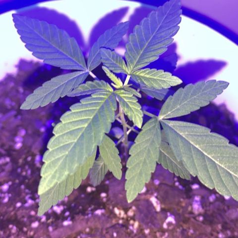 Cookies N Cream growlog timeline photo
