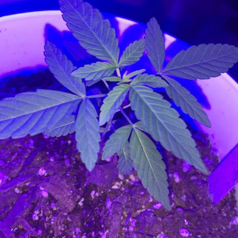 Cookies N Cream growlog timeline photo
