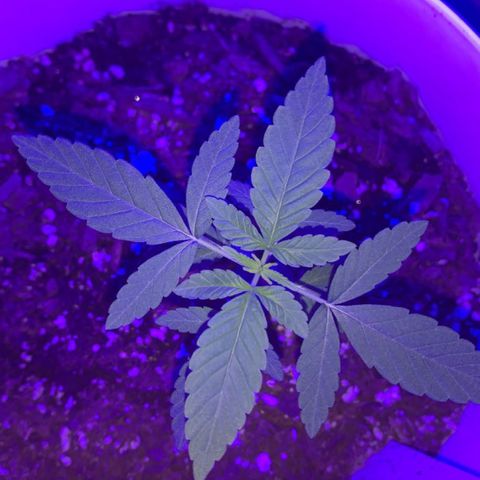 Cookies N Cream growlog timeline photo