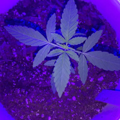 Cookies N Cream growlog timeline photo