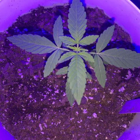 Cookies N Cream growlog timeline photo