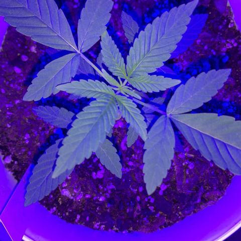 Cookies N Cream growlog timeline photo