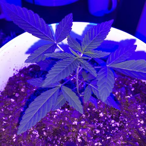 Cookies N Cream growlog timeline photo