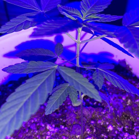 Cookies N Cream growlog timeline photo