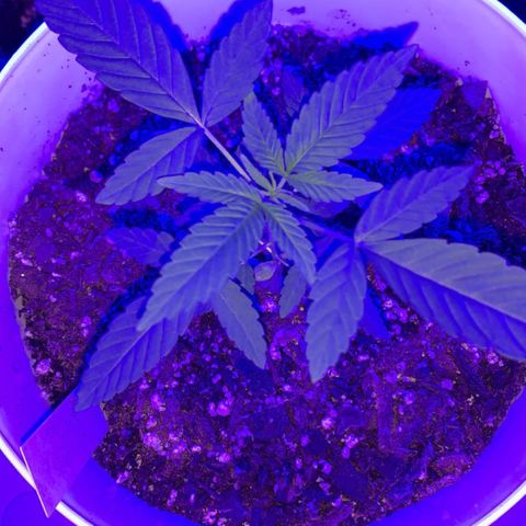 Cookies N Cream growlog timeline photo