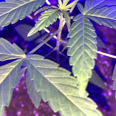 Cookies N Cream growlog timeline photo