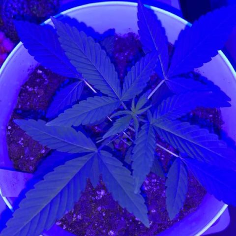 Cookies N Cream growlog timeline photo