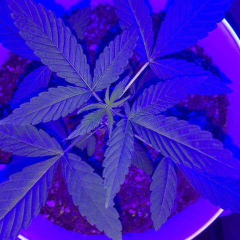 Cookies N Cream growlog timeline photo