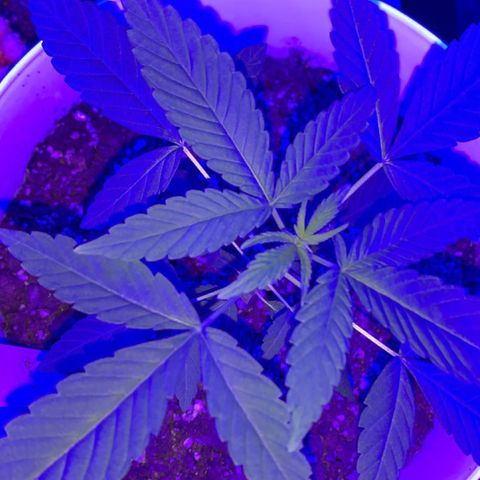 Cookies N Cream growlog timeline photo