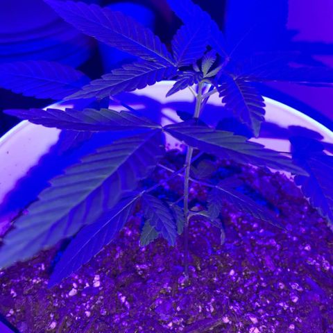 Cookies N Cream growlog timeline photo