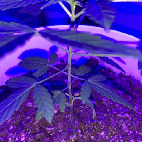 Cookies N Cream growlog timeline photo