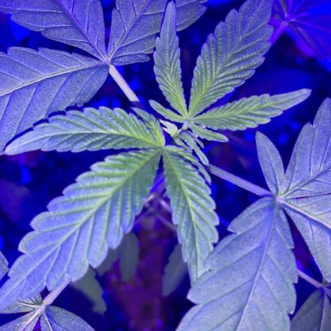 Cookies N Cream growlog timeline photo