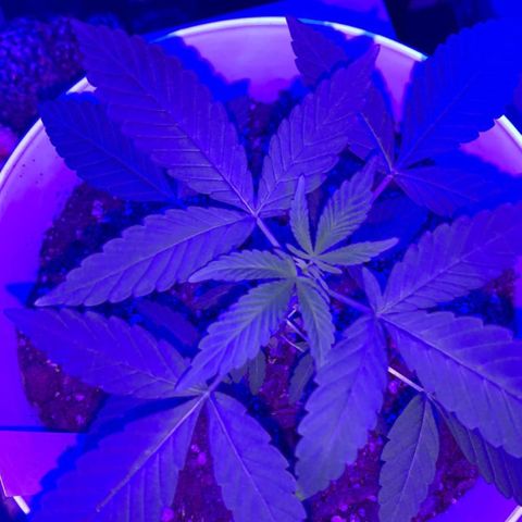 Cookies N Cream growlog timeline photo