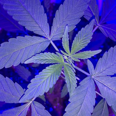Cookies N Cream growlog timeline photo