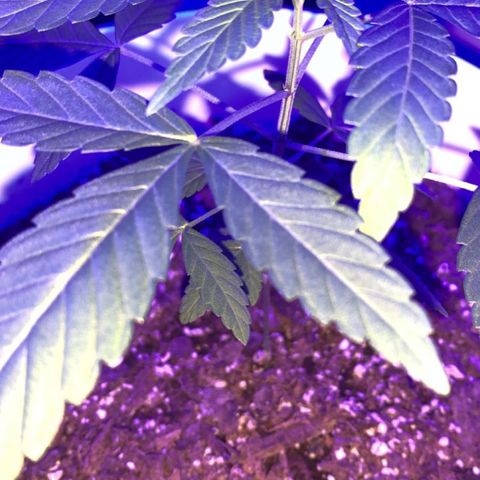 Cookies N Cream growlog timeline photo