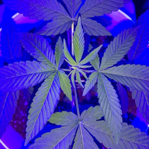 Cookies N Cream growlog timeline photo