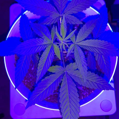 Cookies N Cream growlog timeline photo