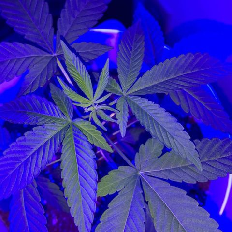 Cookies N Cream growlog timeline photo