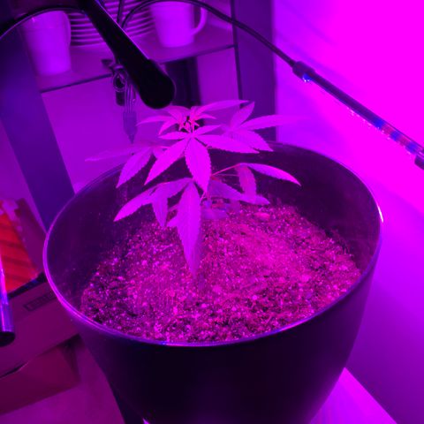 Cookies N Cream growlog timeline photo