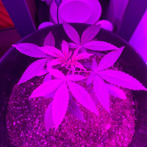 Cookies N Cream growlog timeline photo