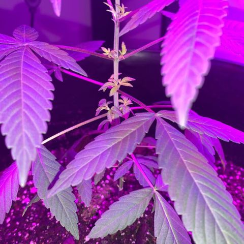 Cookies N Cream growlog timeline photo