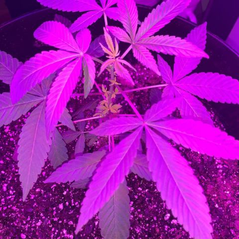 Cookies N Cream growlog timeline photo