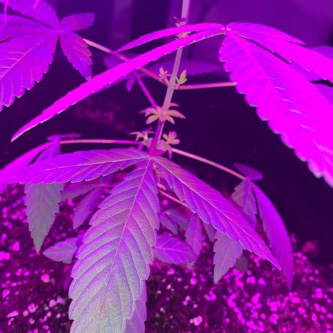 Cookies N Cream growlog timeline photo