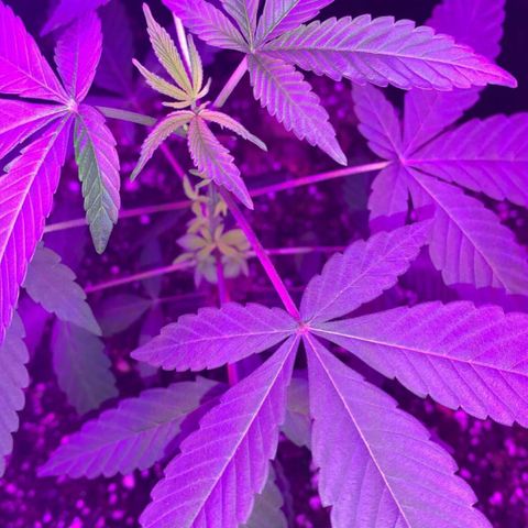 Cookies N Cream growlog timeline photo