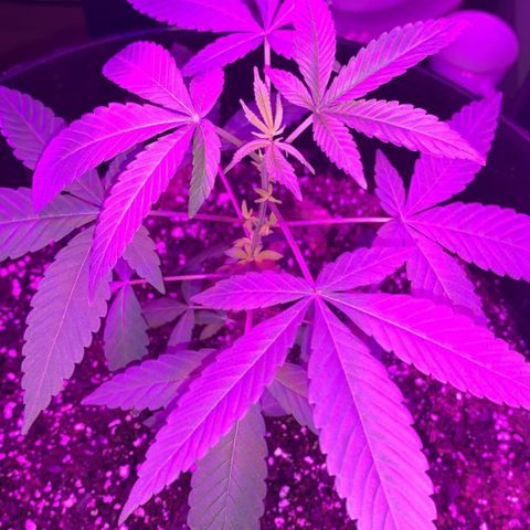 Cookies N Cream growlog timeline photo