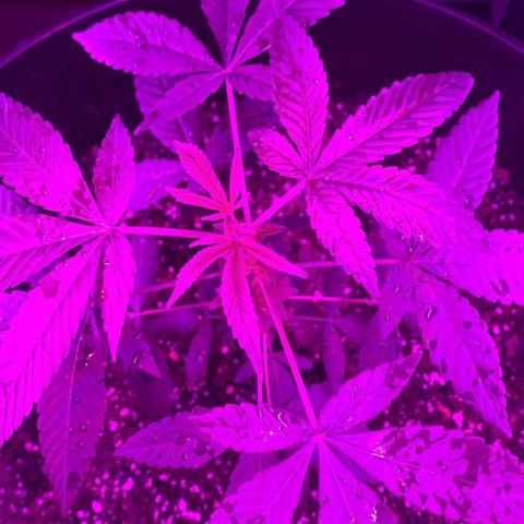 Cookies N Cream growlog timeline photo