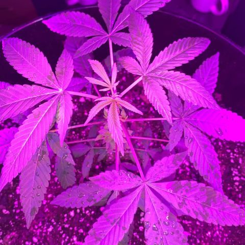 Cookies N Cream growlog timeline photo