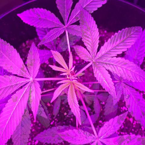 Cookies N Cream growlog timeline photo