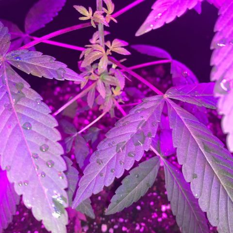Cookies N Cream growlog timeline photo