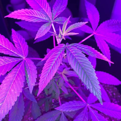 Cookies N Cream growlog timeline photo