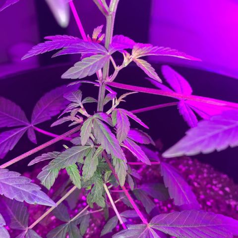Cookies N Cream growlog timeline photo