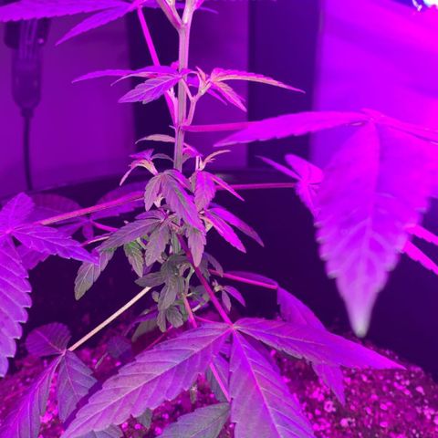 Cookies N Cream growlog timeline photo