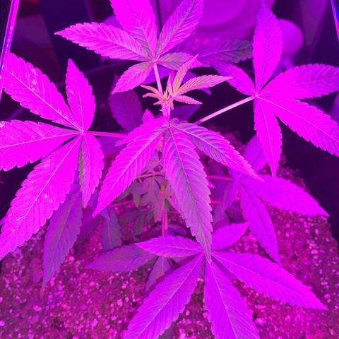 Cookies N Cream growlog timeline photo