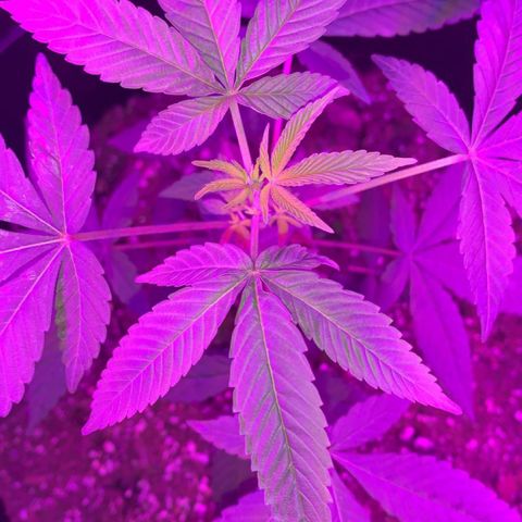 Cookies N Cream growlog timeline photo