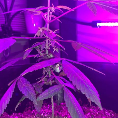 Cookies N Cream growlog timeline photo