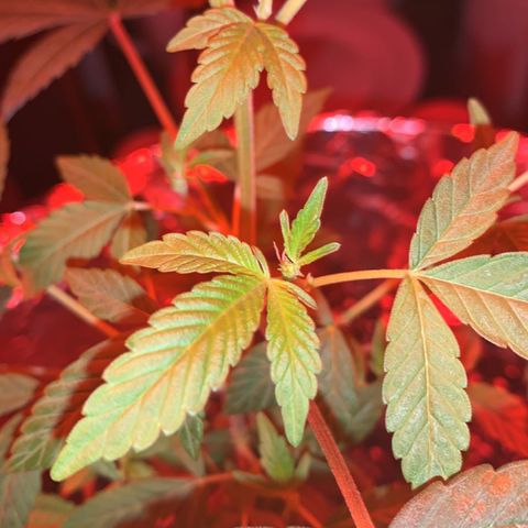 Cookies N Cream growlog timeline photo