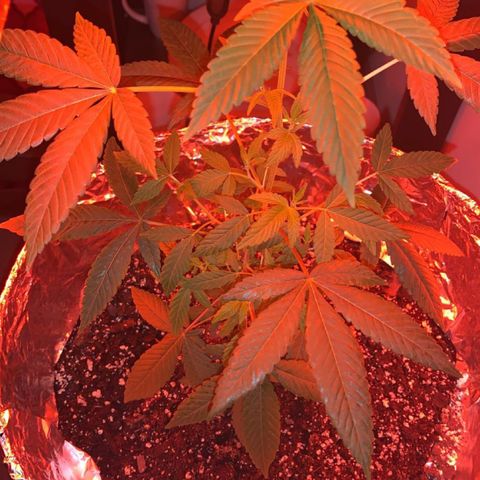 Cookies N Cream growlog timeline photo