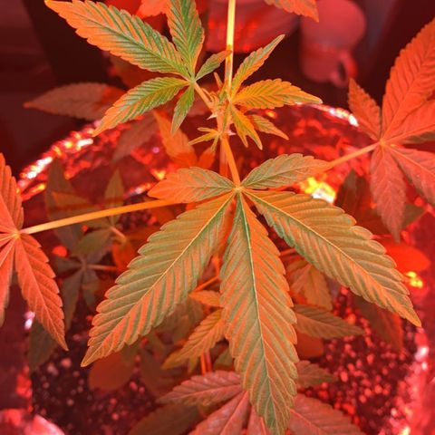 Cookies N Cream growlog timeline photo