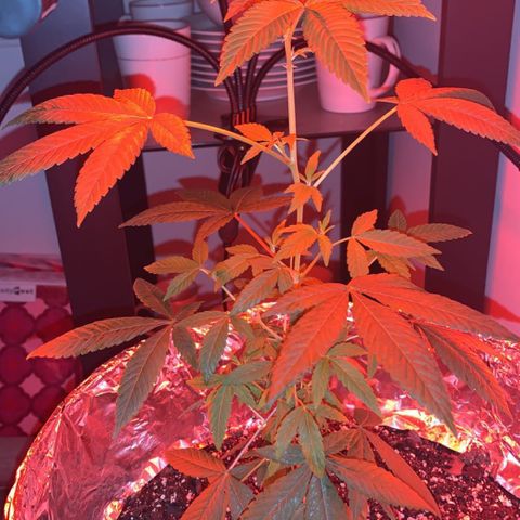 Cookies N Cream growlog timeline photo