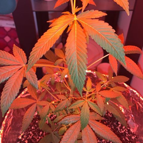 Cookies N Cream growlog timeline photo